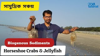 সামুদ্রিক প্রাণীদের দ্বারা যেভাবে Biogenous Sediments গঠিত হয়ে থাকে  Oceanography  geography [upl. by Ialocin275]