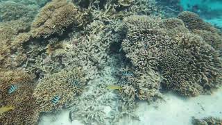 Lady Musgrave Island Snorkelling Great Barrier Reef from 1770 [upl. by Ajit]