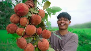 Story 127 Picking MABOLO fruit before they fall on the ground  Making fruit shake and more [upl. by Rise]