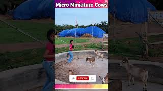 Micro miniature Cows yt cow hindi video indian cute yt2 [upl. by Merilyn]