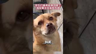 Stray Dog Walked Into School And Became Their Mascot❤️ animalshorts cute dog [upl. by Vtarj]