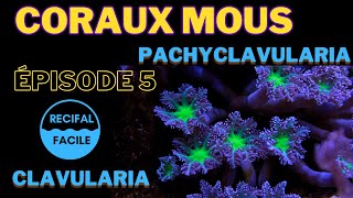 Les Coraux Mous  Episode 5  CLAVULARIA [upl. by Oenire]