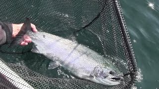 Fishing for Coho Salmon in Puget Sound [upl. by Pasadis644]