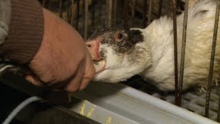 Outcry forces foie gras industry to swallow changes [upl. by Ailedo]