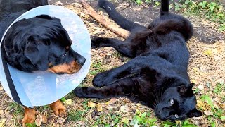 Panther Luna sees Venza off to the vet🩺ENG SUB [upl. by Anitsej]