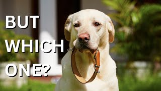 Picking the right Leash and Collar for your dog [upl. by Eilyak]