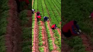 Panen Sayuran Di Kebun Sangat Memuaskan shrots farming agriculture [upl. by Nauqit618]