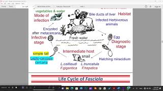 Fasciola  Hepatic flukes  Helminthology [upl. by Nur]