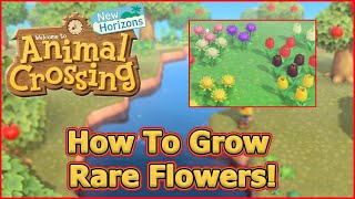 How to Grow Rare Flowers  Gardening Explained  Animal Crossing New Horizons Tips amp Tricks [upl. by Essilevi28]