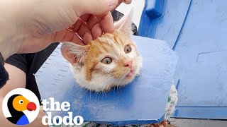 Crying Kitten Was Stuck In A Dumpster  The Dodo [upl. by Hester]