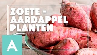 Zoete aardappel planten  Grow Cook Eat 21 [upl. by Oskar]