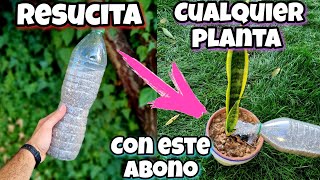 REVIVE cualquier PLANTA con este ABONO CASERO  Curar plantas ENFERMAS o SECAS  Huerto urbano [upl. by Zacek]