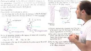 Glycosylation and Glycoproteins [upl. by Obediah189]