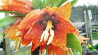 How to Grow Crown Imperial [upl. by Ewer]