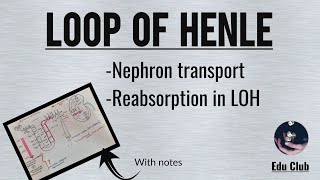 Loop Of Henle  Tubular Reabsorption  Nephron Transport  Renal Physiology [upl. by Othelia]