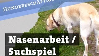 Nasenarbeit  Suchspiel für Hunde  Leckerlisuche Hund Beschäftigung Hundebeschäftigung [upl. by Rosenbaum]