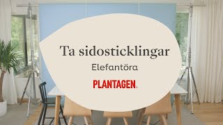 Ta sidosticklingar från elefantöra [upl. by Yelram290]