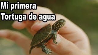 Tips Mi Primera Tortuga de Agua ✅ [upl. by Eihtur]