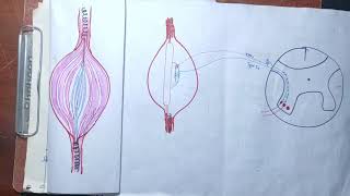 guyton chapter 55 part 5 Golgi tendon organgolgi tendon reflexe gold tendon organ in Hindimbbs [upl. by Curren]