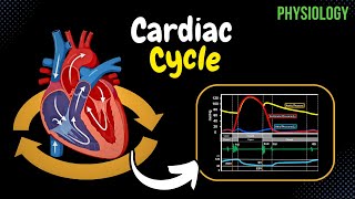 The Cardiac Cycle CLEARLY explained  PressureGraph Sound Volumes [upl. by Llenaj]