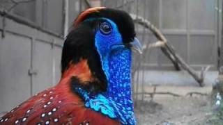 Temmincks tragopan courtship display  Antwerp Zoo [upl. by Yotal]