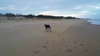 Greyhound realises he is off lead on the beach [upl. by Killion]