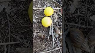 🥚🥚💕Finding millipedes and snails with eggs 🐌🐌💖snail millipede egg [upl. by Synn]