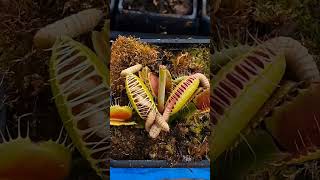 DIONAEA plantacarnivora curiosidades biologia [upl. by Aerdnad442]