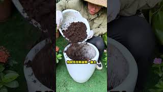 大型绿植换盆，要做好这3层，手把手教你换盆养花花卉绿植盆栽换盆 [upl. by Aieken608]