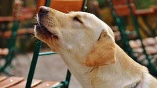 LABRADOR BARKING  LABRADOR HOWLING AND BARKING COMPILATION 2016 [upl. by Hgielra]