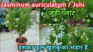 जूही के पौधे की देखभाल कैसे करें।jasminum auriculatum All about juhi plant vinodsgarden [upl. by Laroc]