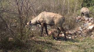 Nilgai at South Delhi JNU campus [upl. by Ednalrim]