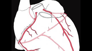 Coronary circulation of the heart [upl. by Warton168]