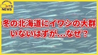 海に異変？北海道日本海側で相次ぐイワシの大群 一体なぜ？ 釣り人たちは歓喜「１００匹ぐらいは」 [upl. by Dranek]