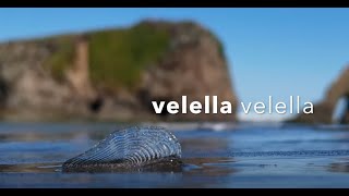 Velella Velella [upl. by Malone]