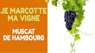 Provignage  Marcottage de la vigne raisin muscat de hambourg [upl. by Giana57]