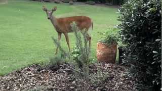 DEER AND DOG Bullmastiff AT PLAY Large 120Lb Mastiff and doe [upl. by Acinehs]