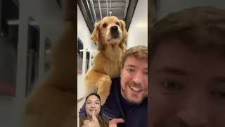 World’s smartest dog mrbeast funny smartdog [upl. by Tabbie]