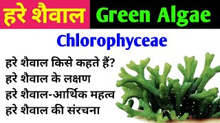 हरे शैवाल Green Algae  chlorophyta  chlorophyceae  characteristics amp importance of green algae [upl. by Erdnassac]