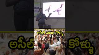 నెమలి ముక్కు కోడి ఎలా పుట్టింది  livestock farming chickenfarming [upl. by Nadabus835]