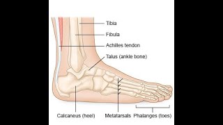 Arthrotomy Ankle CPT code  simplify medical coding [upl. by Nata]