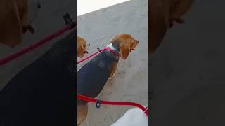 Song For Beagles 🥰🥰🥰 beagles beaglelovers doglovers [upl. by Letnuhs]