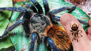 EASY Green Bottle Blue Tarantula Care  AMAZING PETS [upl. by Mcafee]