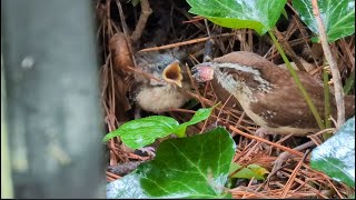 Carolina Wren And Its Chick [upl. by Sacrod]