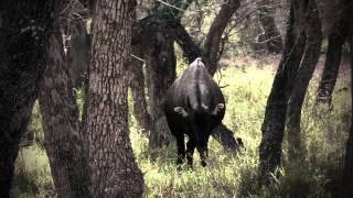 Bowhunting Nilgai on the King Ranch amp Archery Tips [upl. by Aschim774]