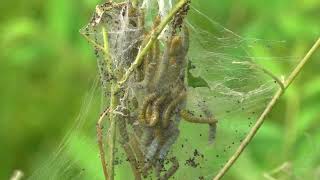 Dogbane webworm tents [upl. by Neelyaj874]