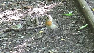 Robin UK Wildlife [upl. by Zelma]