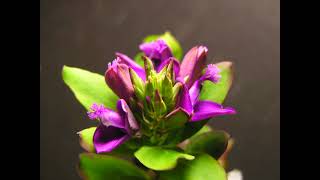 Polygala myrtifolia 1 [upl. by Llednew]