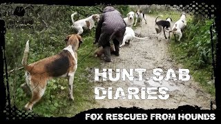 Hunt Sab Diaries  Episode 3  Fox Rescued from Hounds [upl. by Balbur]