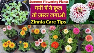 गर्मी का सबसे Special पोधा Zinnia From Seeds With Update  Zinnia Plant Care Tips  Rainy Flowers [upl. by Etnohc171]